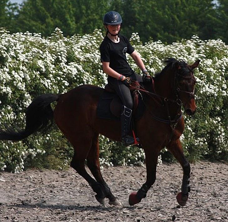 Cawello & Jeg - spring-dressur v. Malene Lund (-: d. 06062010 billede 3