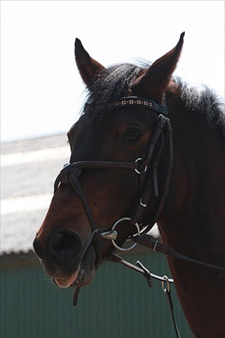 Cawello & Jeg - spring-dressur v. Malene Lund (-: d. 06062010 billede 4