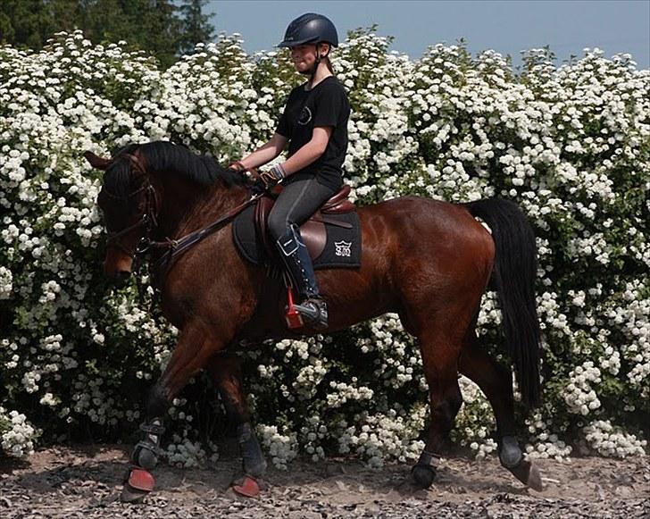 Cawello & Jeg - spring-dressur v. Malene Lund (-: d. 06062010 billede 5