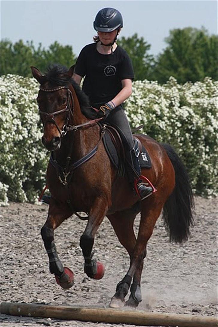 Cawello & Jeg - spring-dressur v. Malene Lund (-: d. 06062010 billede 6