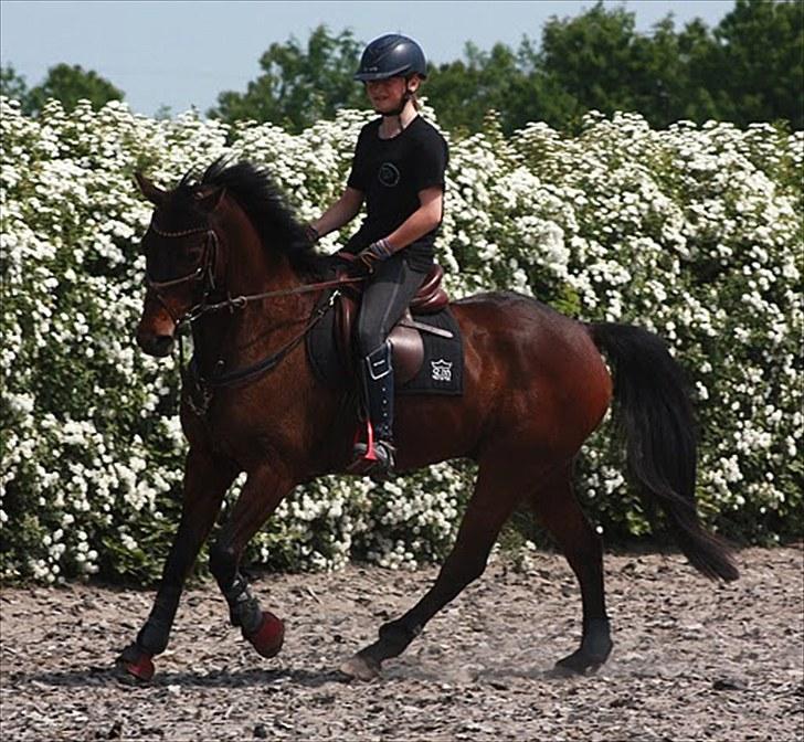 Cawello & Jeg - spring-dressur v. Malene Lund (-: d. 06062010 billede 7