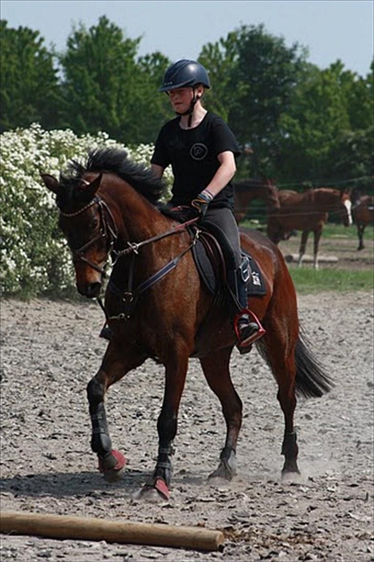 Cawello & Jeg - spring-dressur v. Malene Lund (-: d. 06062010 billede 8