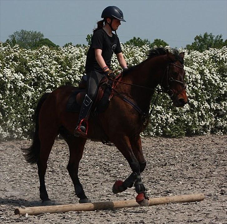 Cawello & Jeg - spring-dressur v. Malene Lund (-: d. 06062010 billede 9