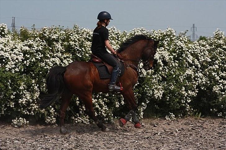 Cawello & Jeg - spring-dressur v. Malene Lund (-: d. 06062010 billede 11