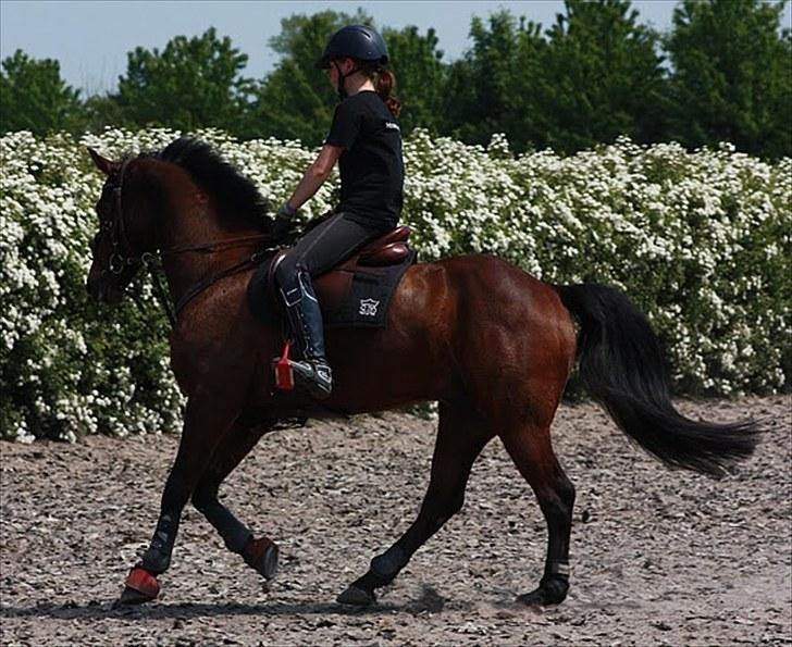 Cawello & Jeg - spring-dressur v. Malene Lund (-: d. 06062010 billede 12