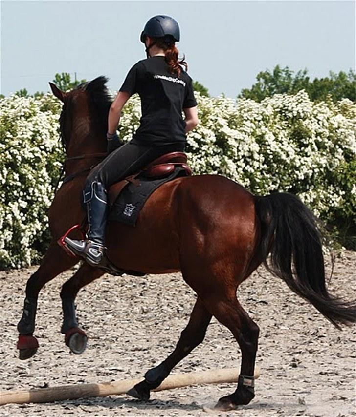 Cawello & Jeg - spring-dressur v. Malene Lund (-: d. 06062010 billede 13