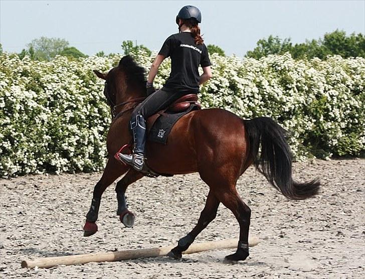 Cawello & Jeg - spring-dressur v. Malene Lund (-: d. 06062010 billede 17