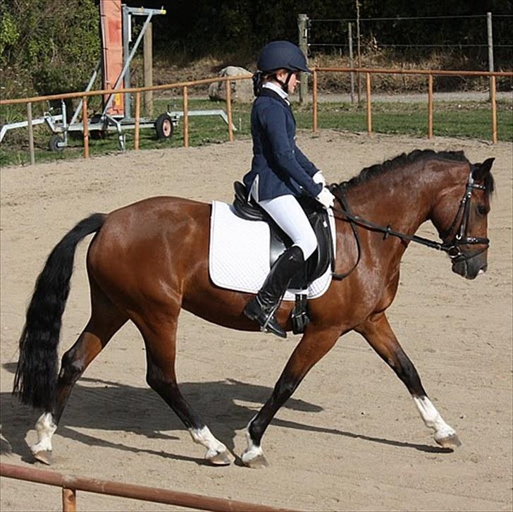 Rytterbjergets Undine & Jeg - Welshponyensdag (GAMMELT!) billede 2