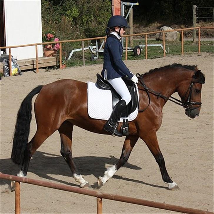 Rytterbjergets Undine & Jeg - Welshponyensdag (GAMMELT!) billede 3