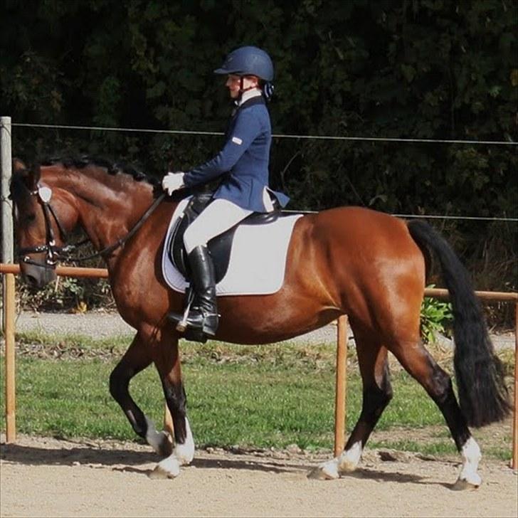 Rytterbjergets Undine & Jeg - Welshponyensdag (GAMMELT!) billede 4