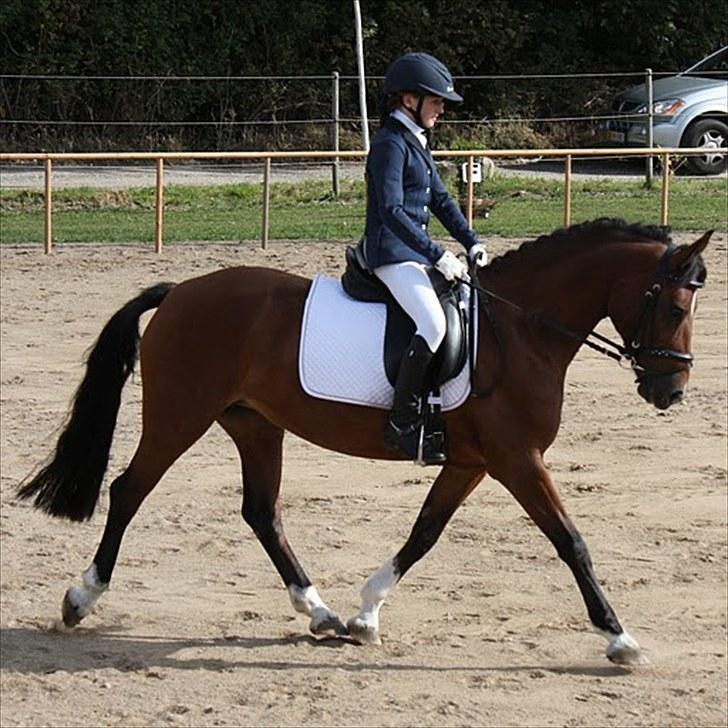 Rytterbjergets Undine & Jeg - Welshponyensdag (GAMMELT!) billede 6