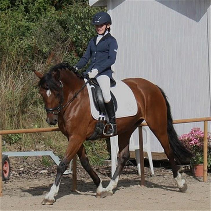 Rytterbjergets Undine & Jeg - Welshponyensdag (GAMMELT!) billede 7