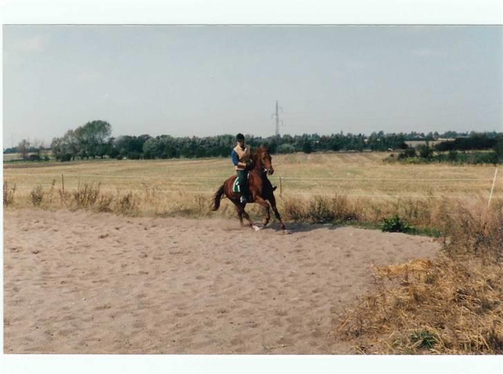 Mine smukke heste igennem tiderne - Her er Tessa min fredriksborghoppe... dejlige hest billede 1