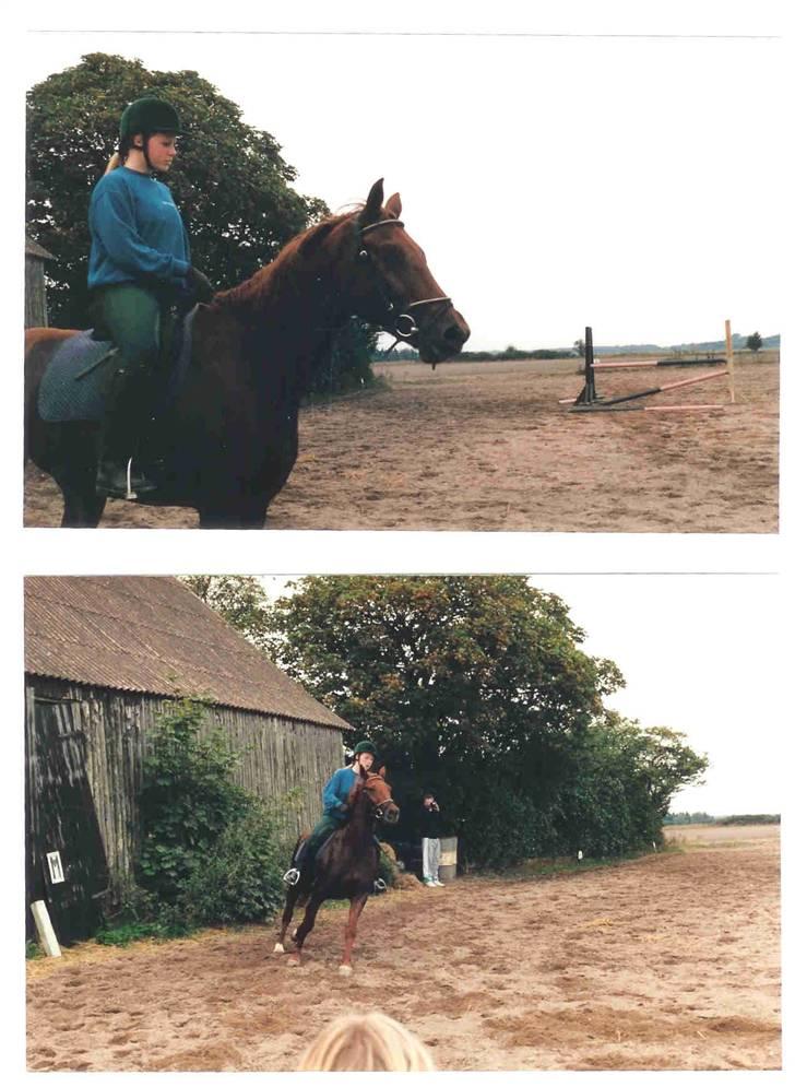 Mine smukke heste igennem tiderne - Ja her er der et par billeder af hende som jeg tog mens en anden pige fik lejligheden til at ride skønheden billede 2
