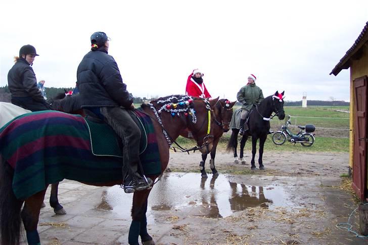 Mine smukke heste igennem tiderne - Lige et billede mere af fine Ravello klædt ud som juletræ billede 4