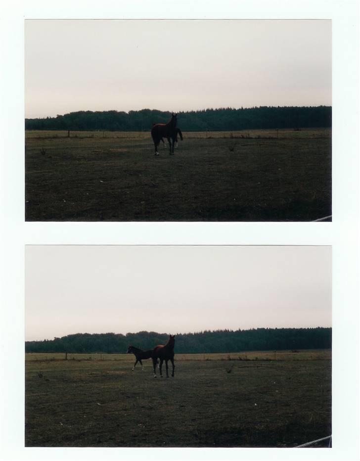 Mine smukke heste igennem tiderne - Tessa på fold billede 6