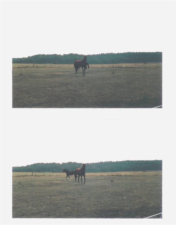 Mine smukke heste igennem tiderne - Lidt flere billeder af tessa på fold billede 7