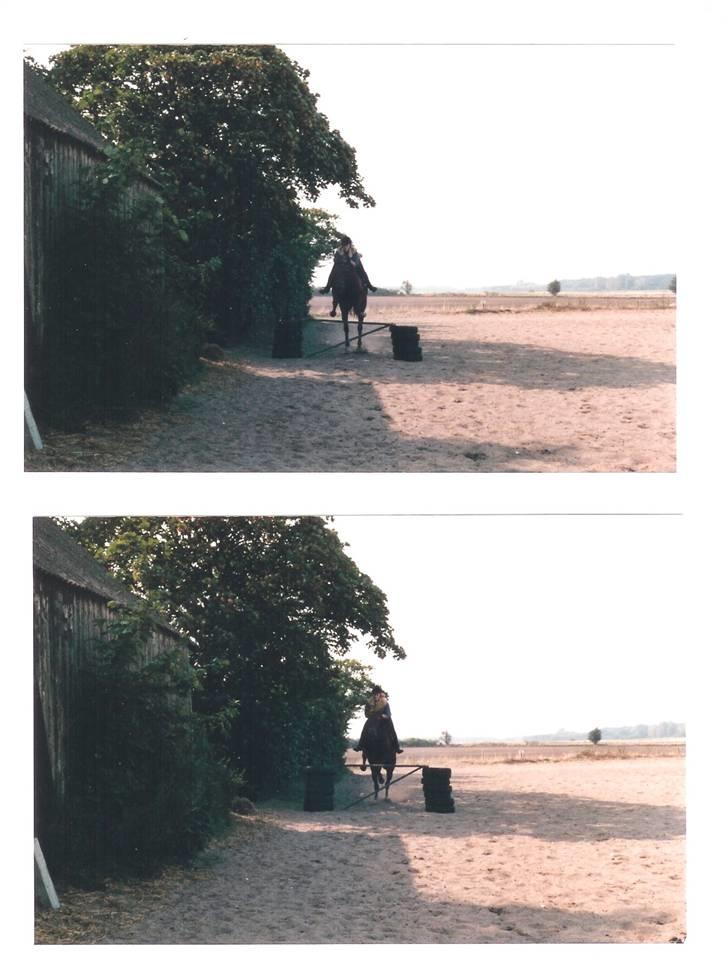 Mine smukke heste igennem tiderne - Så springer tessa lidt... hun var kanon til springning. sprang snildt 1.60 i løsspring uden tilløb til springet, hun havde en super spring teknik. desværre var jeg jo kylling i denne gren så det var ikke noget jeg fik udnyttet til det vilde billede 8