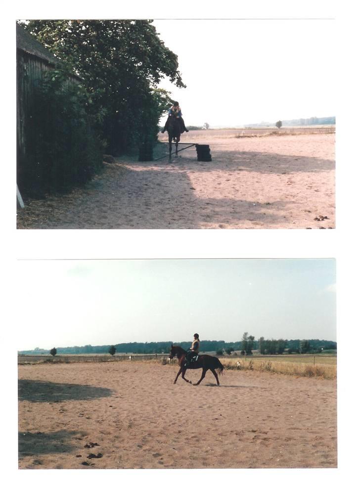 Mine smukke heste igennem tiderne - Lidt flere springbilleder af tessa billede 9