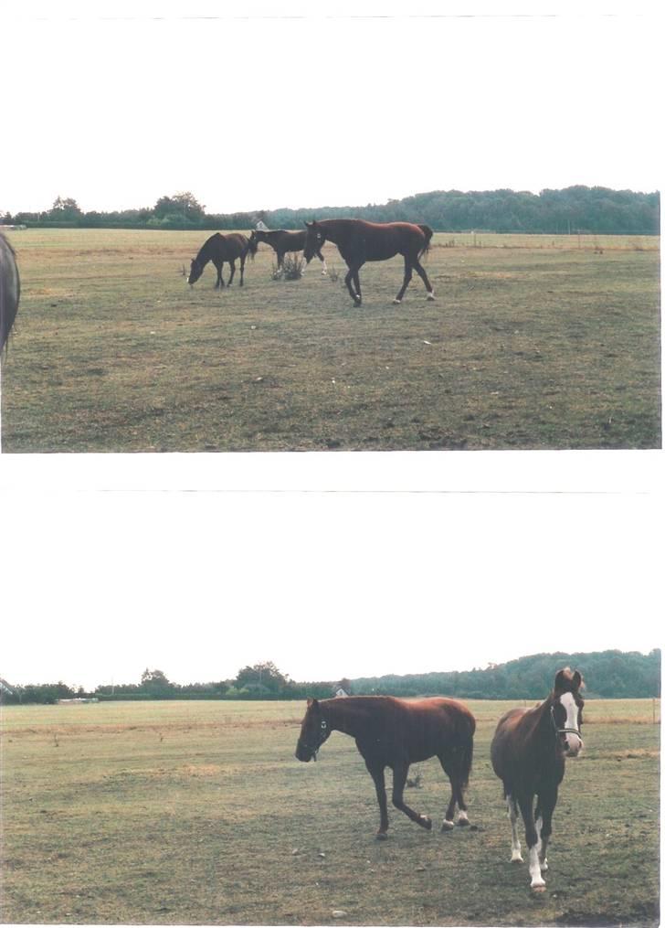 Mine smukke heste igennem tiderne - Hehe ja tessa nød at være på fold og gå og hygge med de andre billede 10
