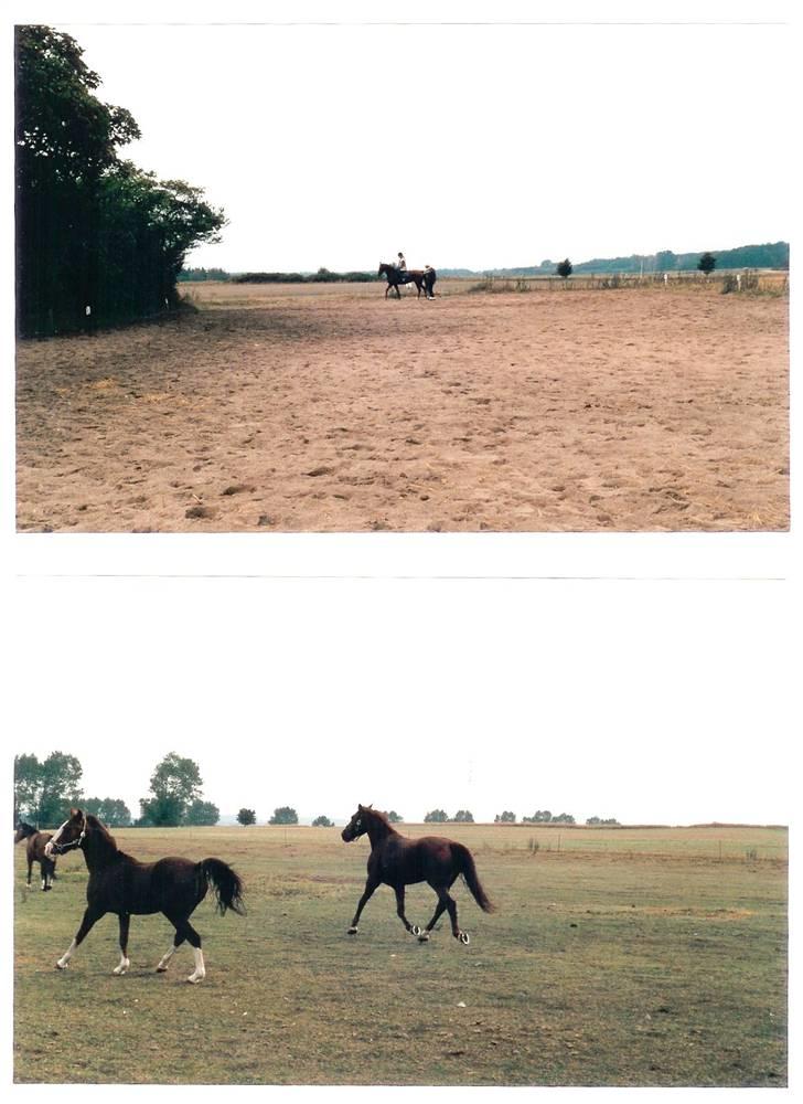 Mine smukke heste igennem tiderne - Ja igen lidt forskellige billeder af smukke tessa billede 11