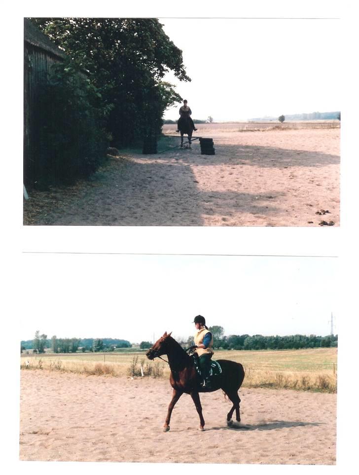 Mine smukke heste igennem tiderne - Jaa vi napper da lige et par mere af tessa pigen billede 12