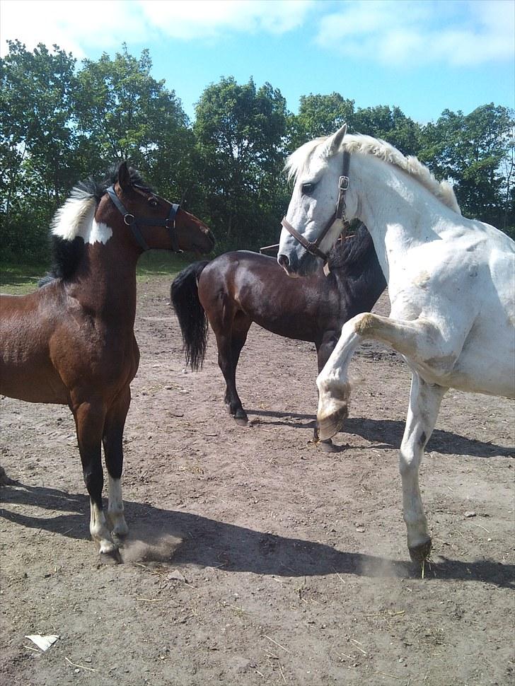 Mosegrisen - Let på tå hilser på min nye foldkammerat
 billede 1