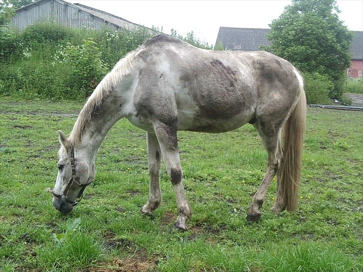 Mosegrisen - Billedet taler for sig selv, nu ved hvorfor jeg bliver kaldt mosegrisen billede 3