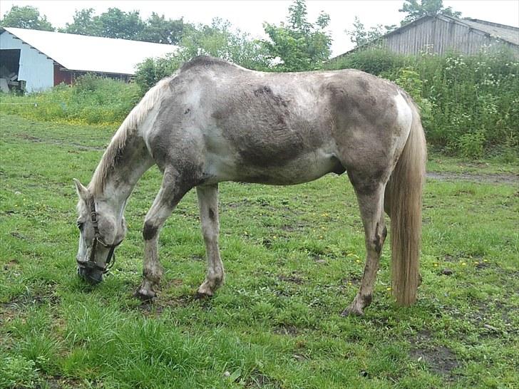 Mosegrisen billede 4