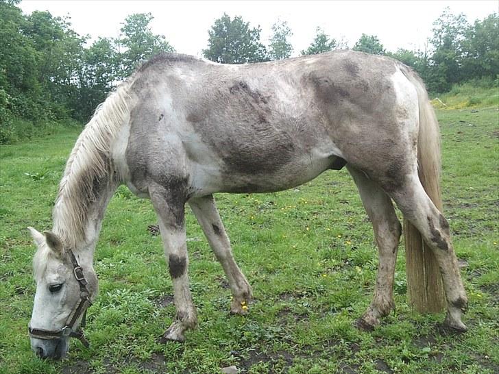 Mosegrisen billede 5