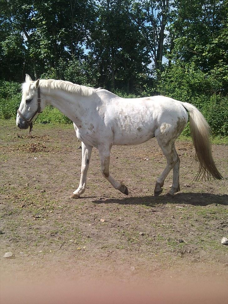 Mosegrisen billede 6