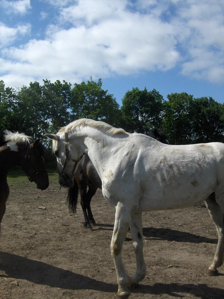 Mosegrisen billede 7