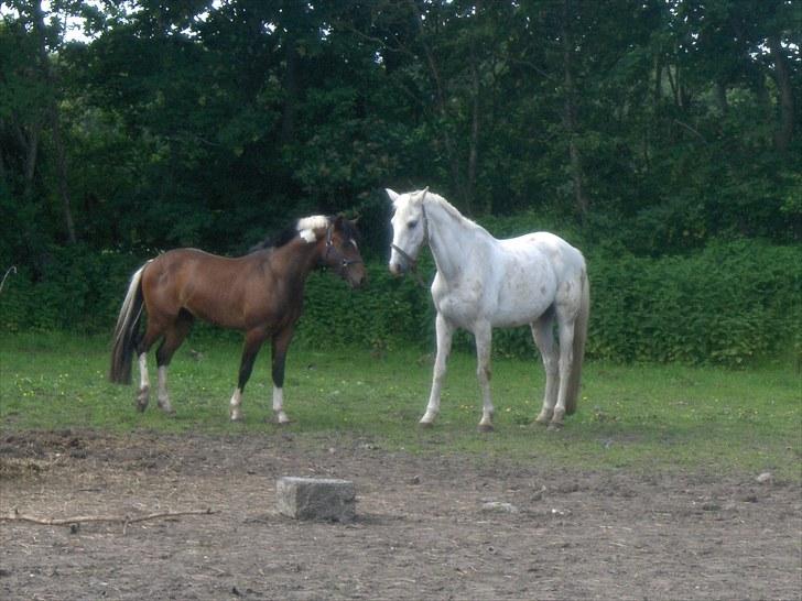 Mosegrisen billede 8