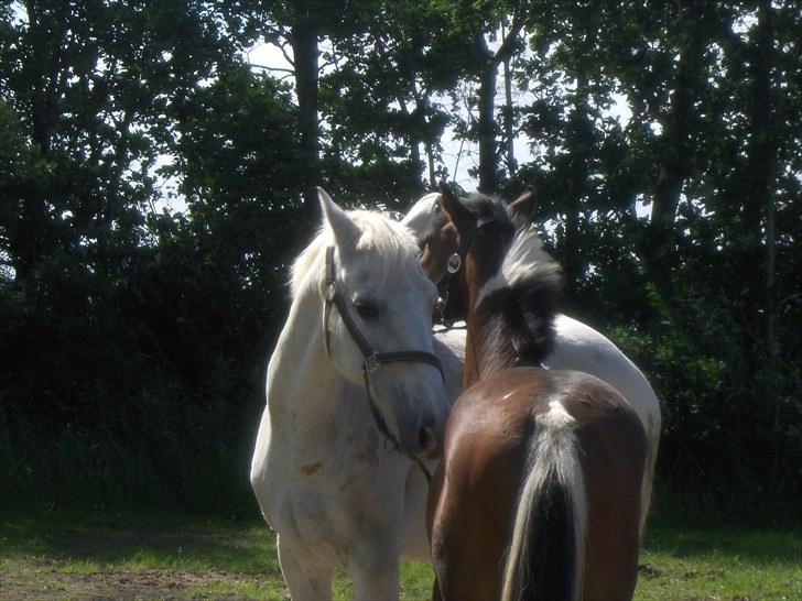 Mosegrisen billede 9