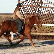 Min tidligere pony hrannar