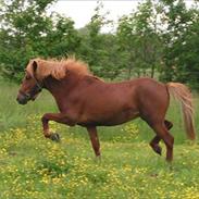 Min tidligere pony hrannar