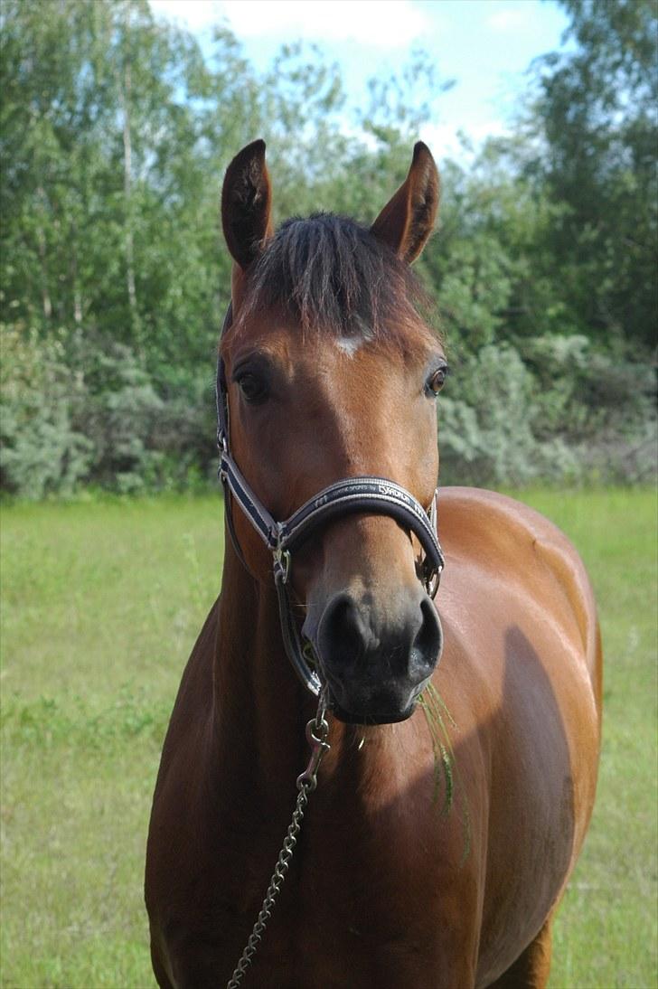 Luritos første springstævne billede 49