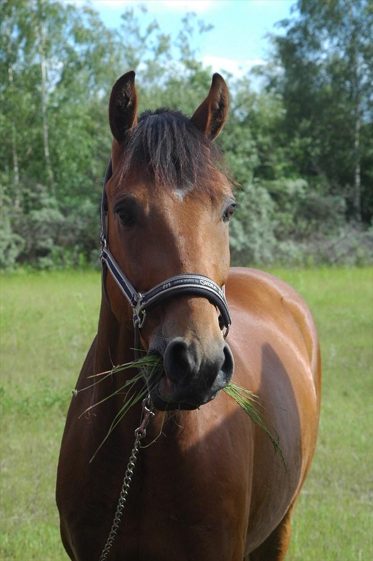 Luritos første springstævne billede 50