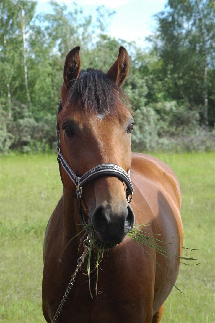 Luritos første springstævne billede 51