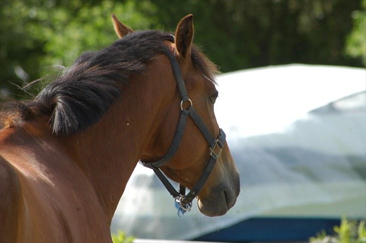 Luritos første springstævne billede 53