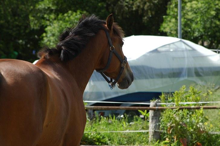 Luritos første springstævne billede 54