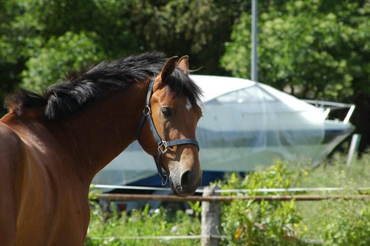 Luritos første springstævne billede 55