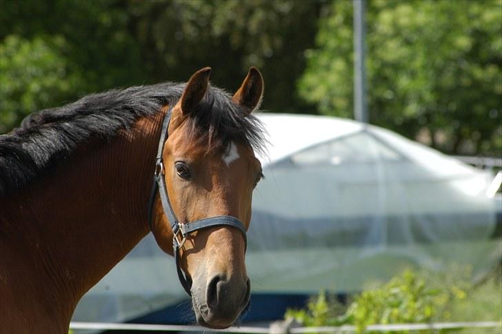 Luritos første springstævne billede 56