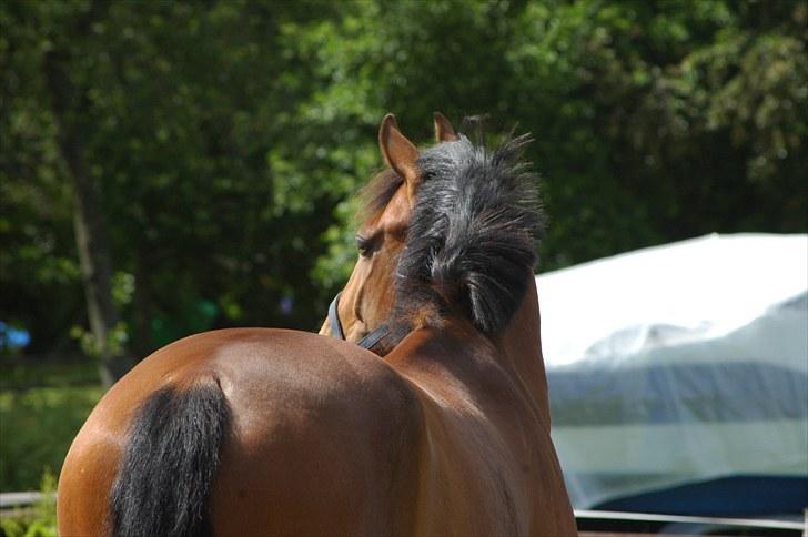 Luritos første springstævne billede 57