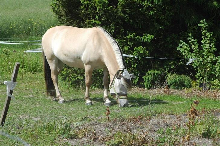 Luritos første springstævne billede 58