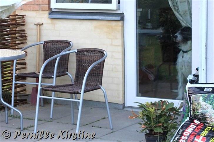 Billeder fra fødselsdag hos Liis i går :D billede 29