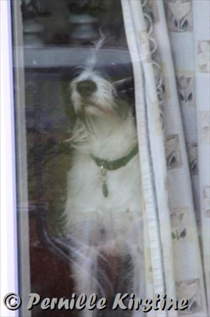 Billeder fra fødselsdag hos Liis i går :D billede 30