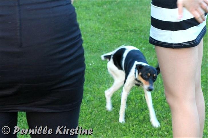 Billeder fra fødselsdag hos Liis i går :D billede 31