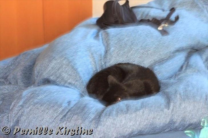 Billeder fra fødselsdag hos Liis i går :D billede 189