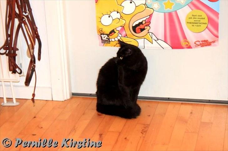 Billeder fra fødselsdag hos Liis i går :D billede 190